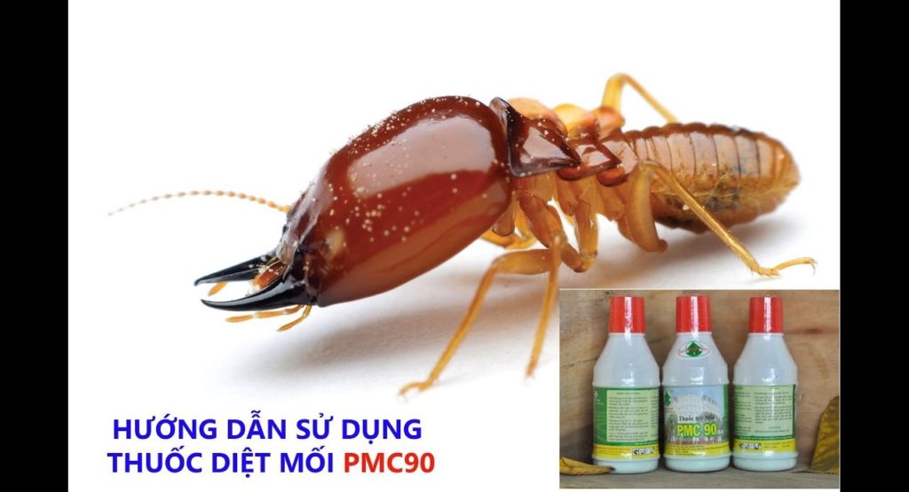 Thuốc Diệt Mối Tận Gốc Và Dịch Vụ Diệt Mối Nên Chọn Phương án Nào