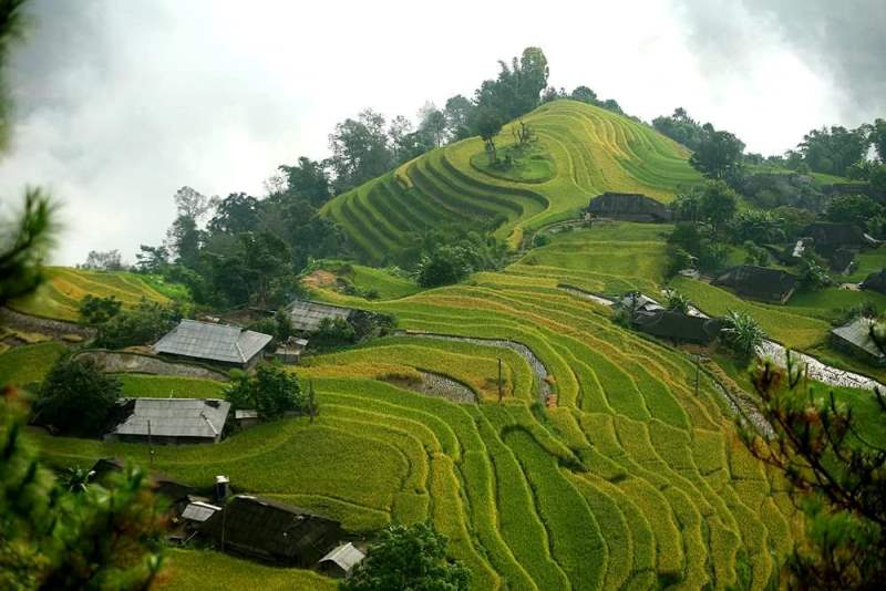 Ngắm Lúa Chín Trên Ruộng Bậc Thang Bản Phùng1