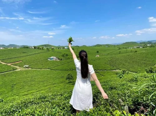 đồi chè mộc châu